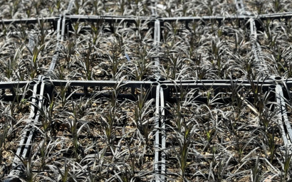 ophiopogon planiscapus "nigrescens"